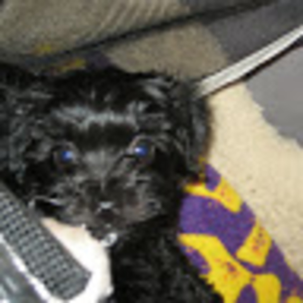 Meet your Posher, Punkin